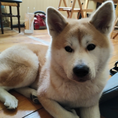 Kira, Akita Inu, allongée en position de repos après une séance d'éducation canine